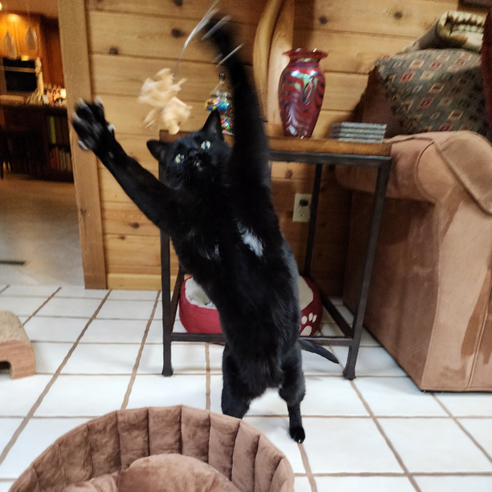 Morgan's Meowtown Cat Carer photo 3