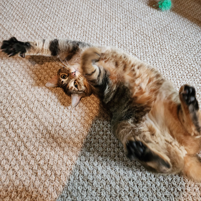 Morgan's Meowtown Cat Carer photo 2