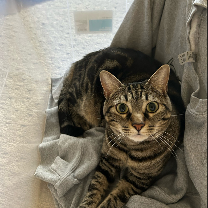 Cat Medical Experience photo 2
