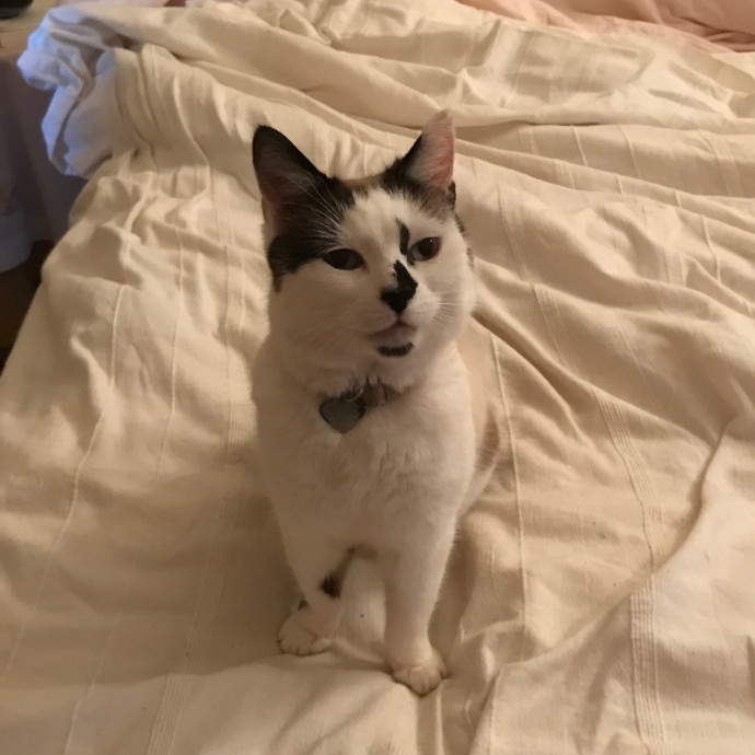 Meowoliscious Time In Farmington photo 3