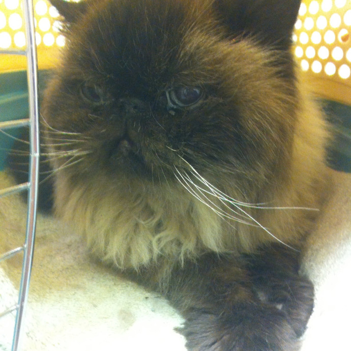 Meowoliscious Time In Farmington photo 2