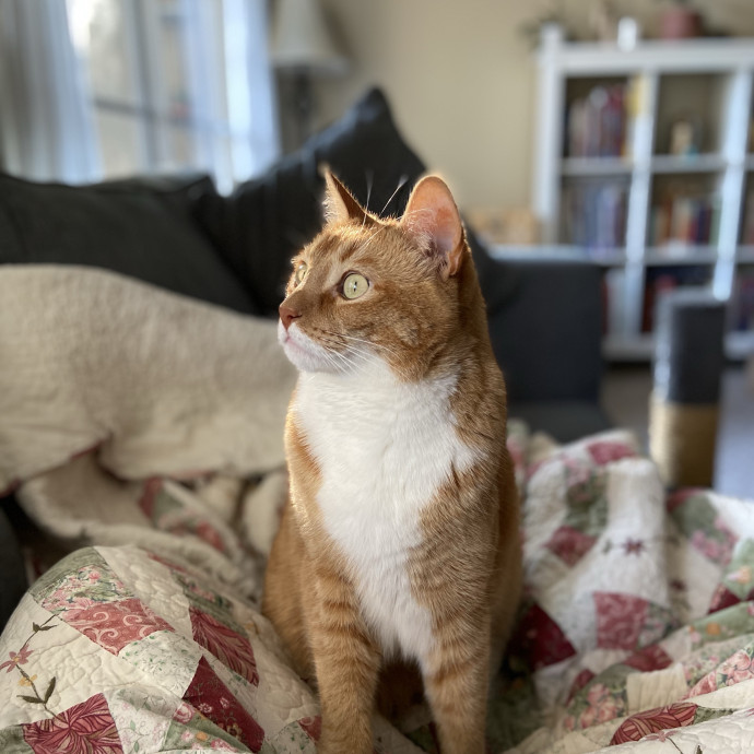 Stasia's Valley Kitty Care