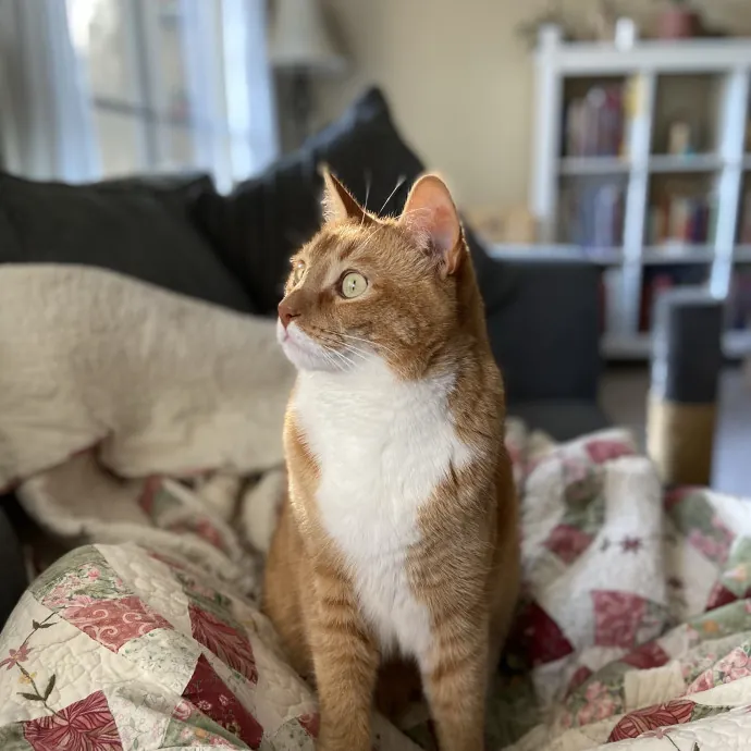 Stasia's Valley Kitty Care