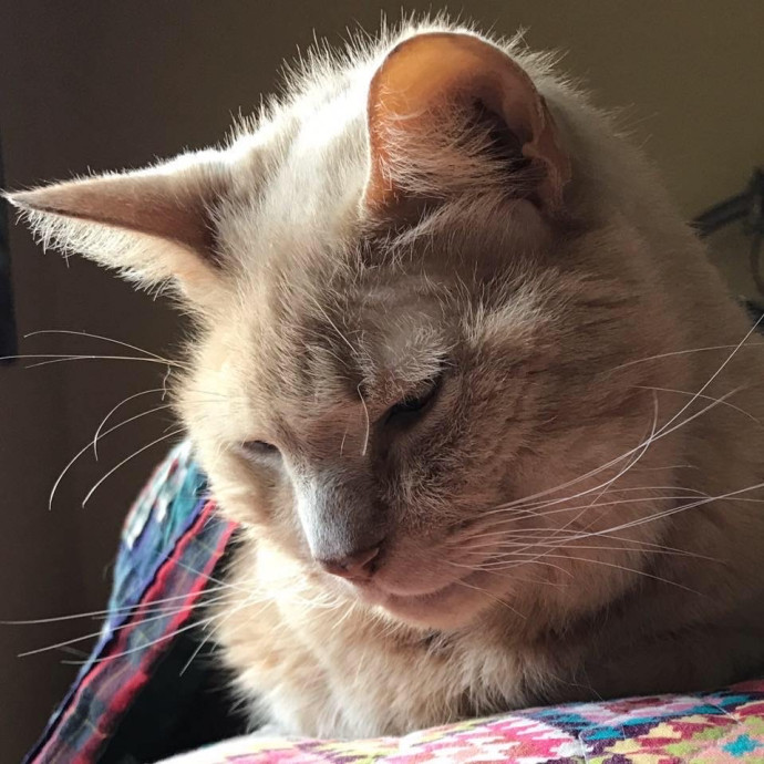 Stasia's Valley Kitty Care