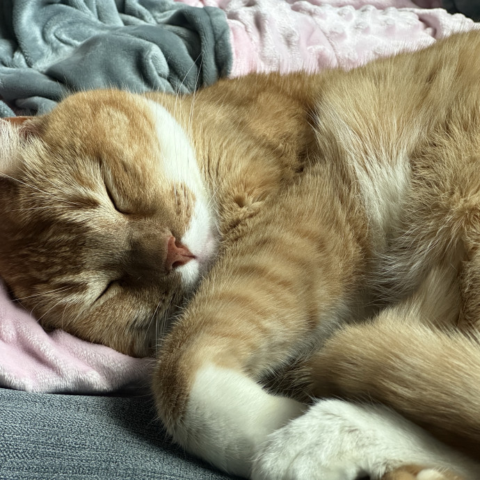 Stasia's Valley Kitty Care