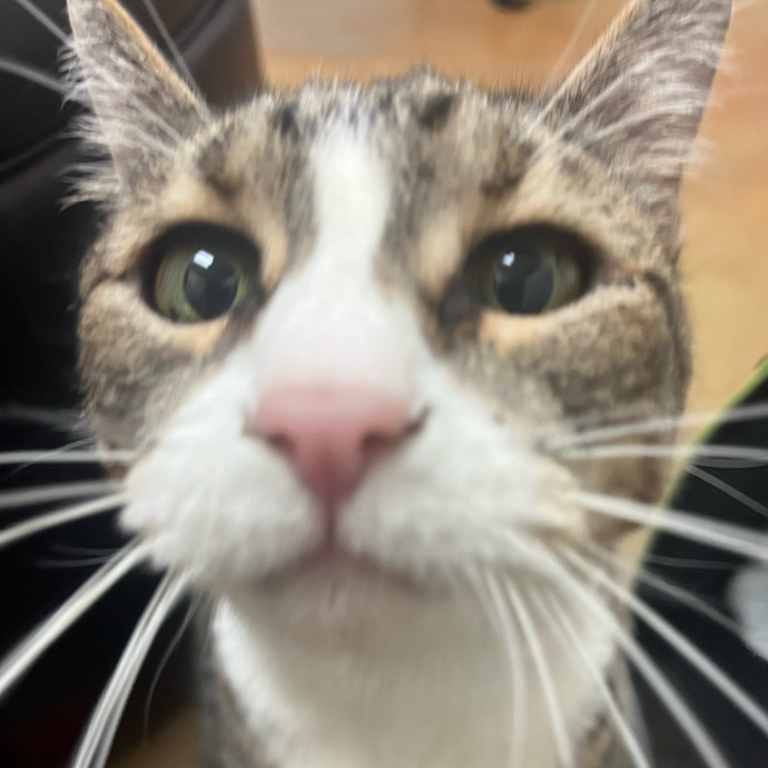 Your Cat's Next Best Friend