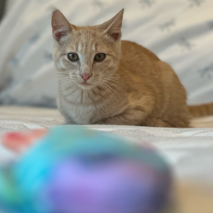 Your Cat's Next Best Friend