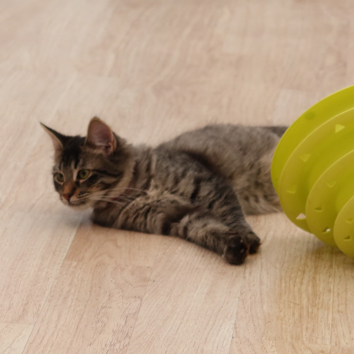 Your Cat's Next Best Friend