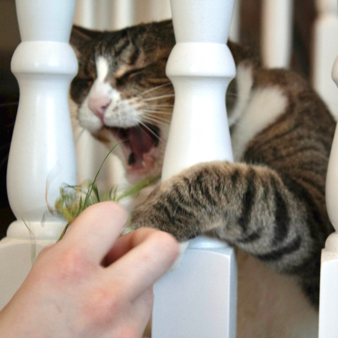 Your Cat's Next Best Friend