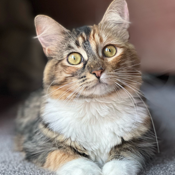 Your Cat's Next Best Friend