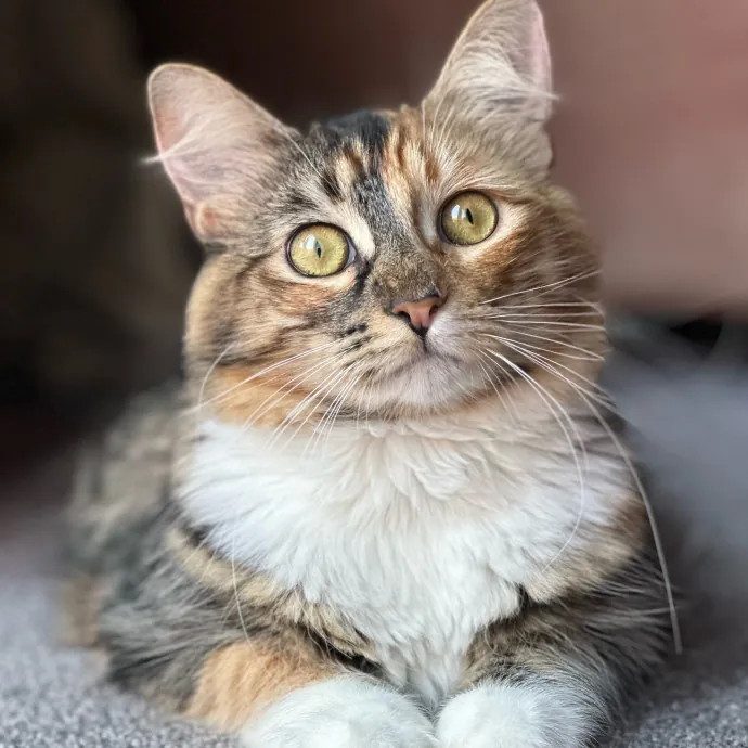 Cloe C.