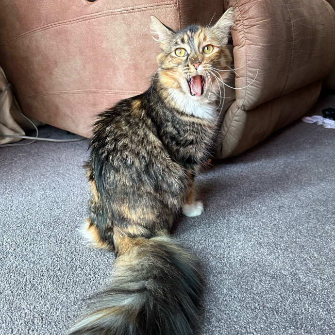 Your Cat's Next Best Friend