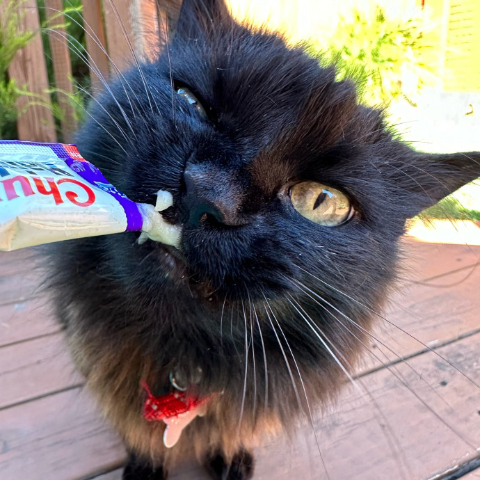 Your Cat's Next Best Friend photo 3