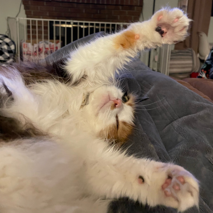 Your Cat's Next Best Friend photo 2