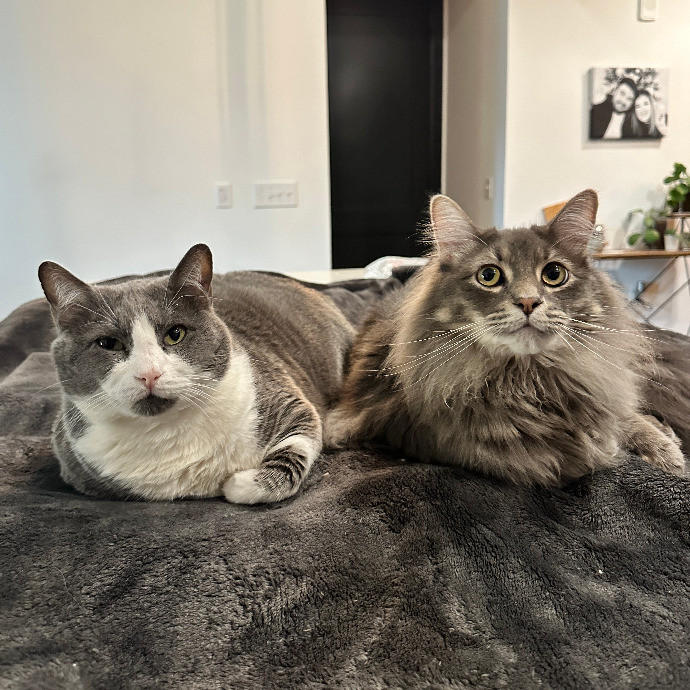 Hunter's Housecat Haven