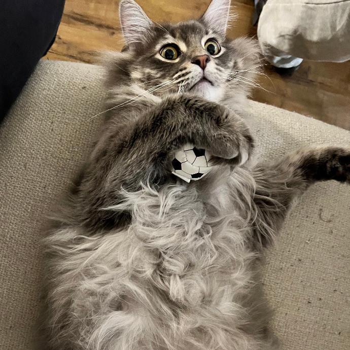 Hunter's Housecat Haven photo 3