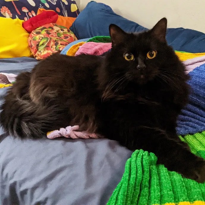 Your Cat's Purr-Sonal Care Companion