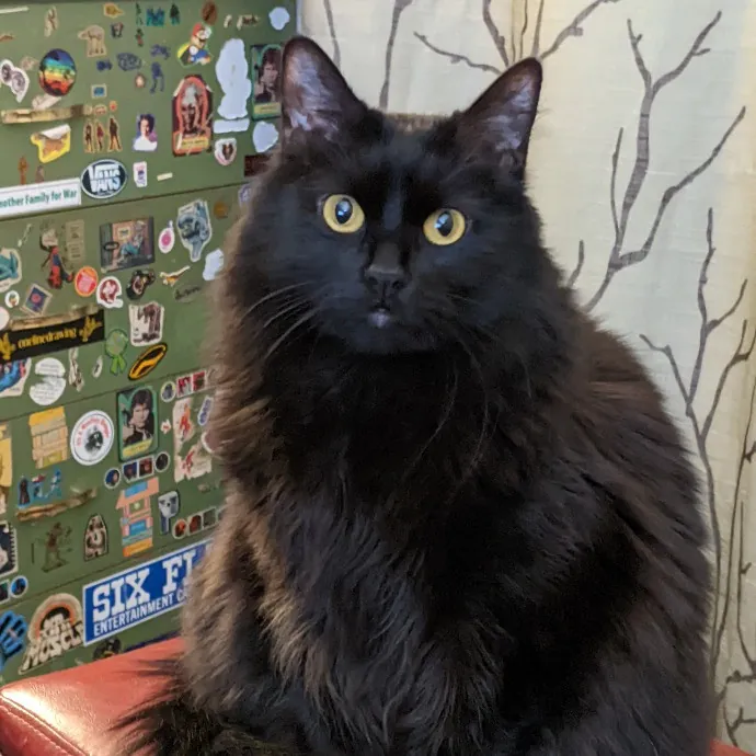 Your Cat's Purr-Sonal Care Companion