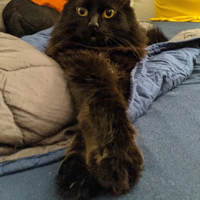 Your Cat's Purr-Sonal Care Companion