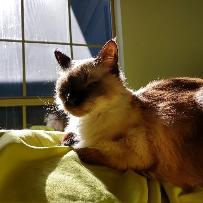 Your Cat's Purr-Sonal Care Companion