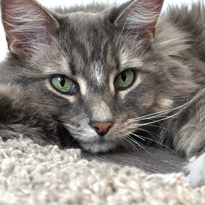 Your Cat's Purr-Sonal Care Companion