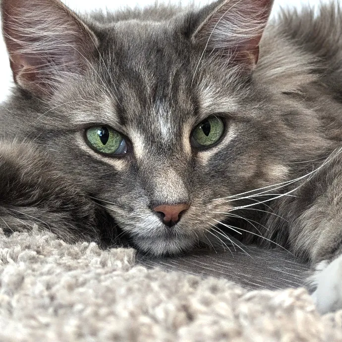 Your Cat's Purr-Sonal Care Companion