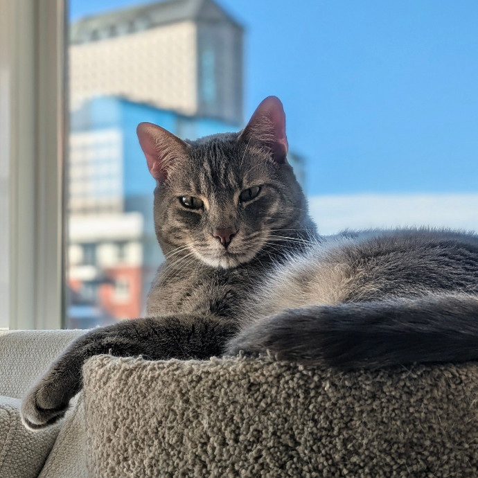 Your Cat's Purr-Sonal Care Companion