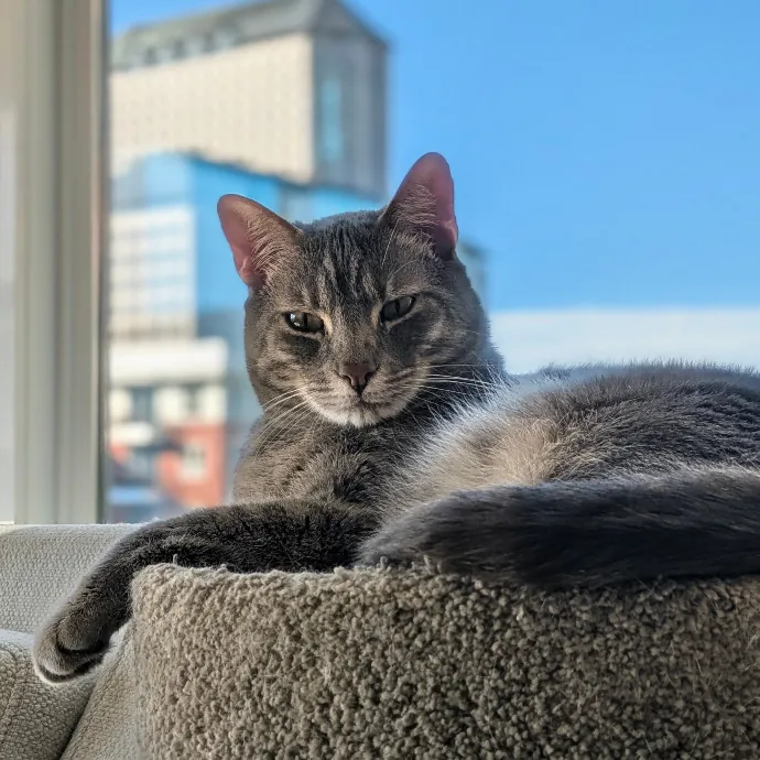 Your Cat's Purr-Sonal Care Companion photo 4