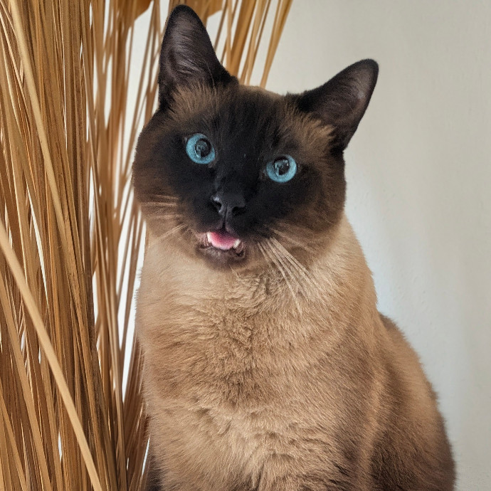 Your Cat's Purr-Sonal Care Companion photo 3