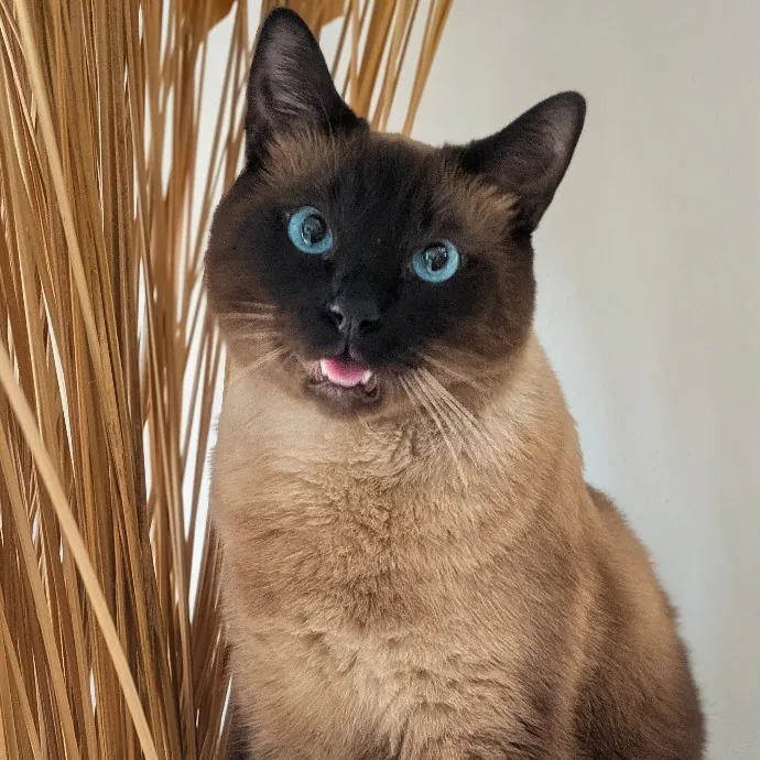 Your Cat's Purr-Sonal Care Companion photo 3