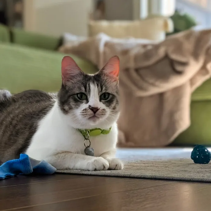 Your Cat's Purr-Sonal Care Companion photo 2