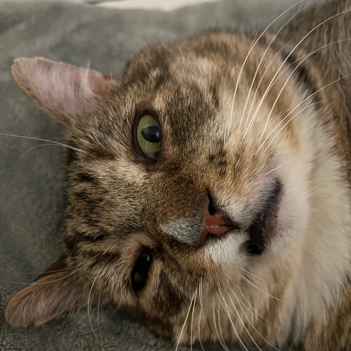 Kaitlin's Cat Sitting