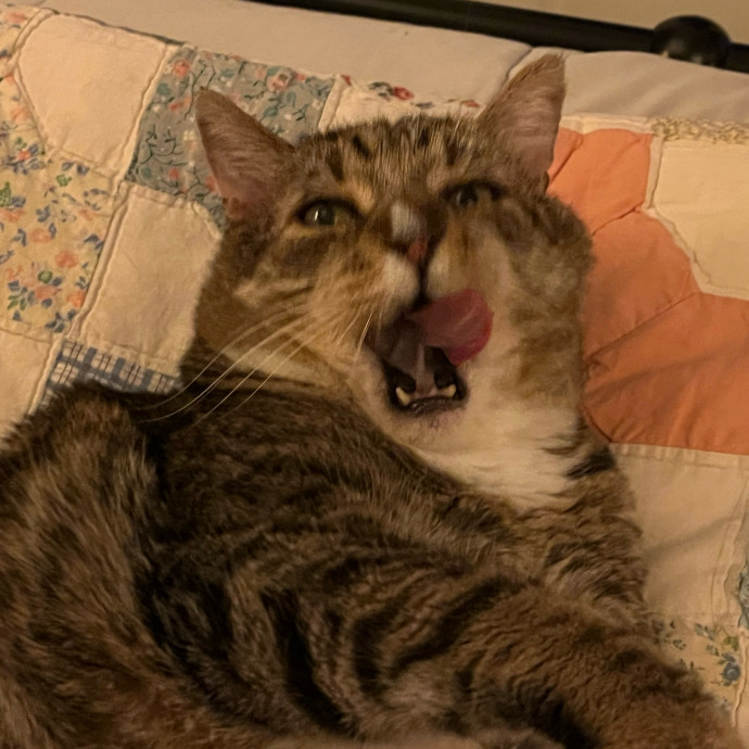 Kaitlin's Cat Sitting photo 3