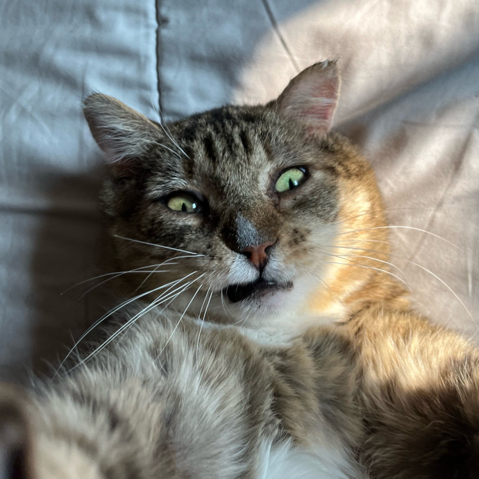 Kaitlin's Cat Sitting photo 2