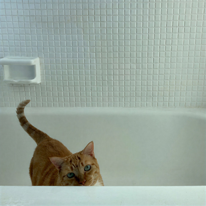 Rory's Cat Zone -- Brooklyn photo 3