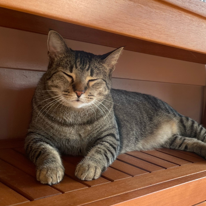 Your Cat's Other Favorite Human