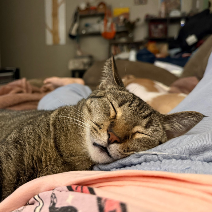 Your Cat's Other Favorite Human