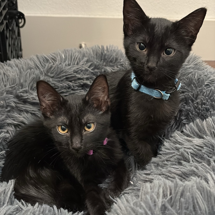 Gatito Sitter photo 3