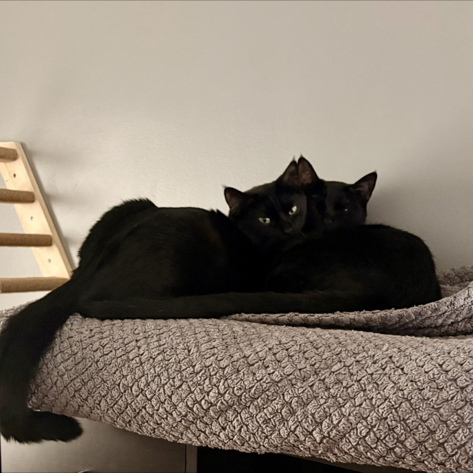 Chaos Gremlins Cat Sitting
