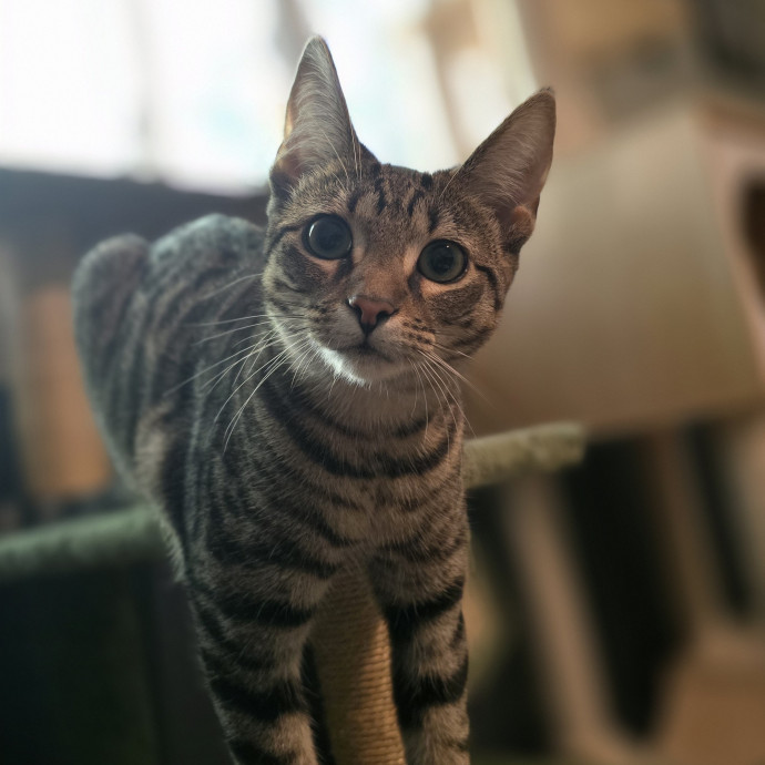 Chaos Gremlins Cat Sitting