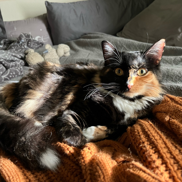 Lucky Duck Cat Sitting photo 3