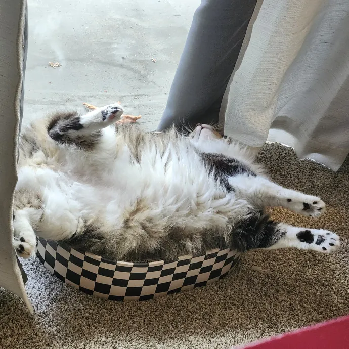 Lifelong Cat Caretaker