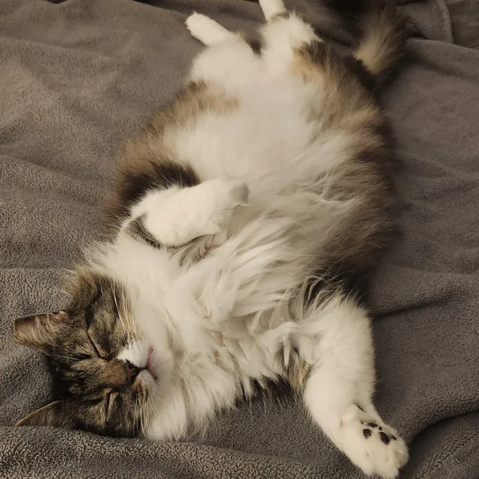 Lifelong Cat Caretaker