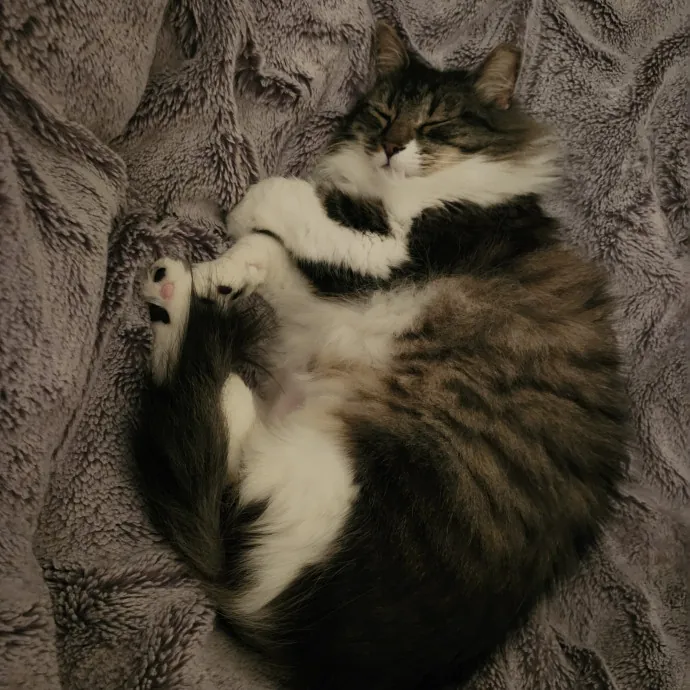 Lifelong Cat Caretaker