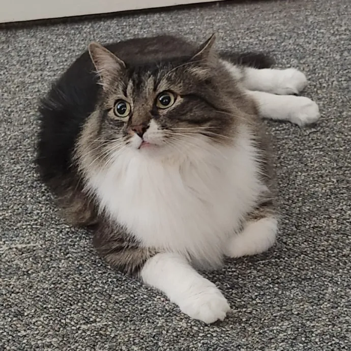 Lifelong Cat Caretaker