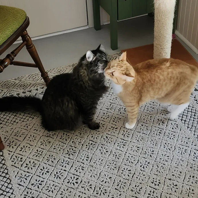Lifelong Cat Caretaker