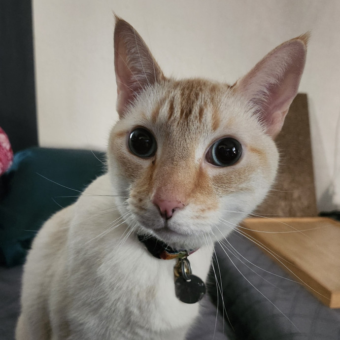 Lifelong Cat Caretaker