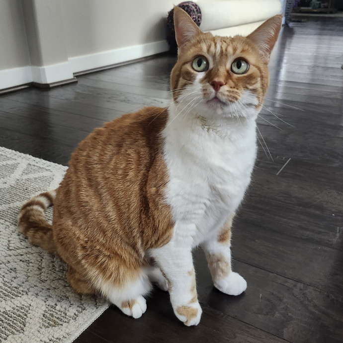 Lifelong Cat Caretaker
