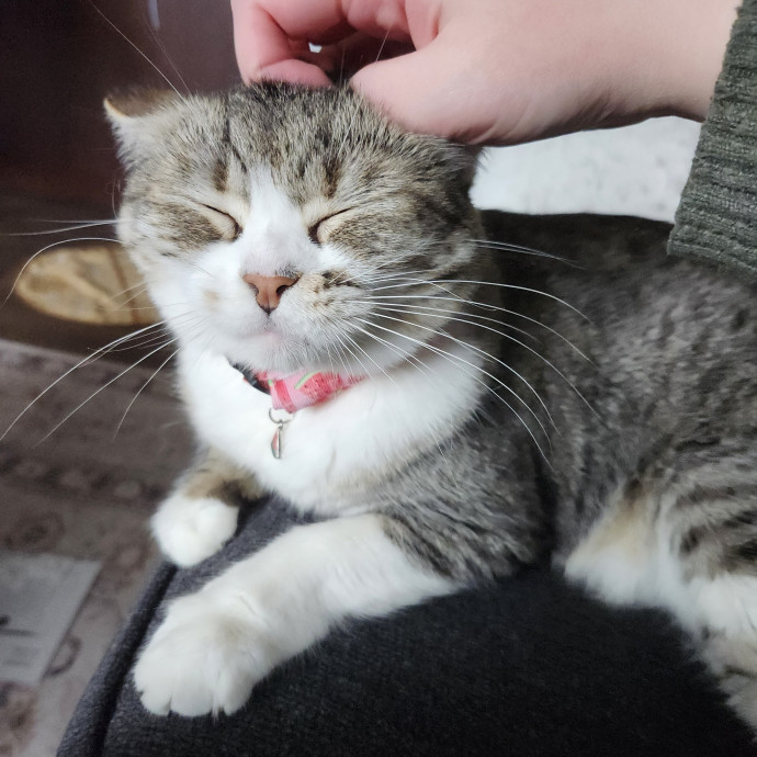 Lifelong Cat Caretaker