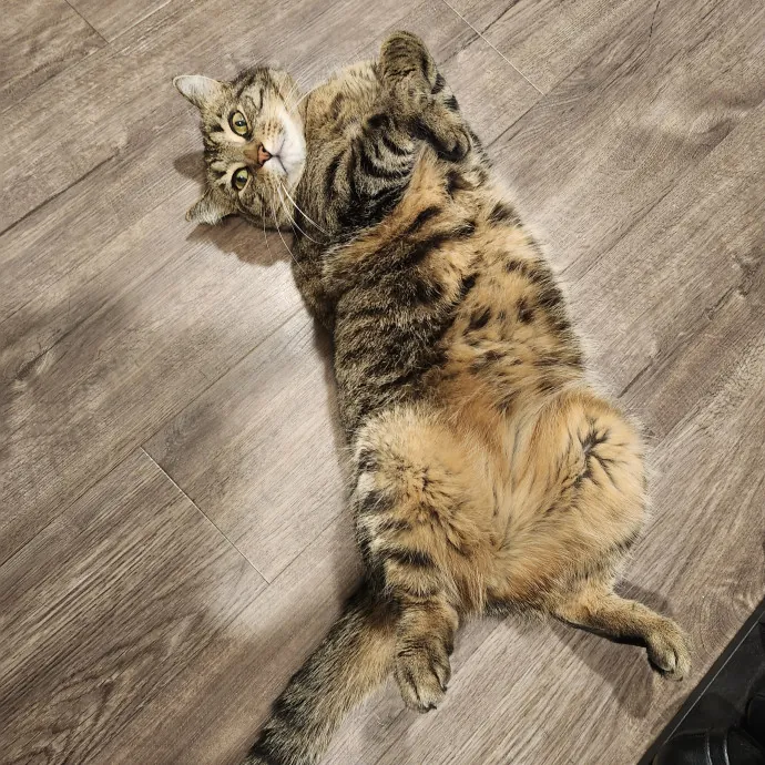 Lifelong Cat Caretaker